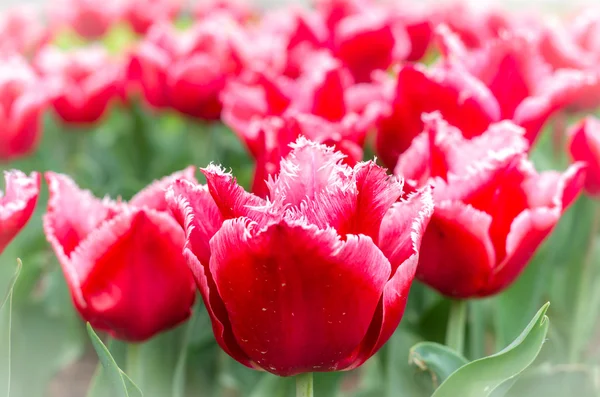 Tulipas flores na primavera. Belo buquê de tulipas . — Fotografia de Stock