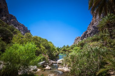 Preveli palmiye orman Crete Island, Yunanistan. 