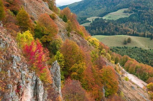 秋天的山景 秋天的山景 森林里有五彩缤纷的树木 — 图库照片