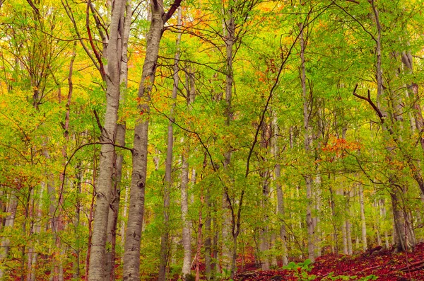 Herbstlandschaft Den Bergen Bergherbstszene Mit Bunten Bäumen Wald — Stockfoto