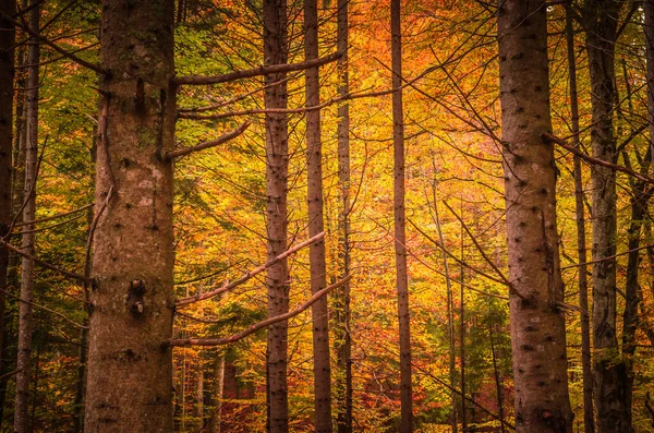 Les Couleurs Automne Belles Feuilles Orange Jaune Dans Une Journée — Photo