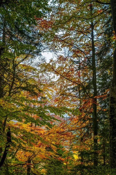 Cores Outono Laranja Bonita Folhas Amarelas Dia Ensolarado Uma Floresta — Fotografia de Stock