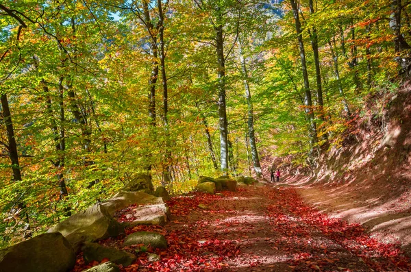 Caminhando Pela Floresta Outono Pessoas Caminho Através Floresta — Fotografia de Stock