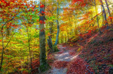Cozia, Karpatya Dağları, Romanya 'da sonbahar. Ormanda canlı sonbahar renkleri. Ağaçların arasından geçen güneş ışığıyla birlikte doğanın manzarası. Renkli Sonbahar Yaprakları. Yeşil, sarı, turuncu, kırmızı.