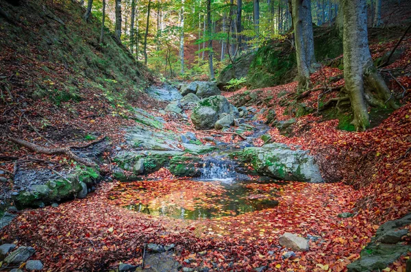 Amazing Autumn Forest Landscape Little Stream Flowing Woods Rocks Trees — Stock Photo, Image