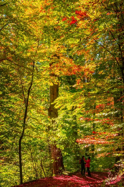 Caminhando Pela Floresta Outono Pessoas Caminho Através Floresta — Fotografia de Stock