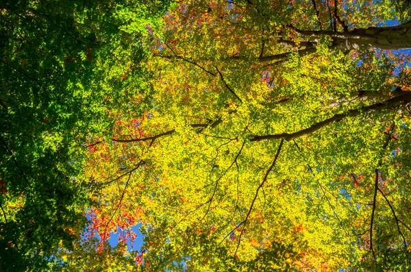 Herfst Cozia Karpaten Roemenië Levendige Herfstkleuren Het Bos Landschap Van — Stockfoto