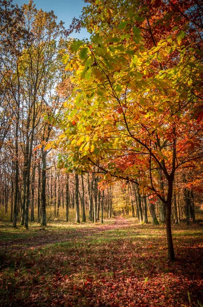 在罗马尼亚喀尔巴阡山脉的森林里 一个雾蒙蒙的秋天早晨 森林里的活体会褪色 通过树枝的阳光的自然景观 五彩缤纷的秋叶 — 图库照片