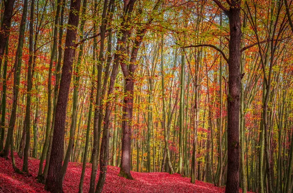 Jesień Lesie Karpaty Rumunia Żywe Kolory Jesieni Lesie Krajobraz Natury — Zdjęcie stockowe