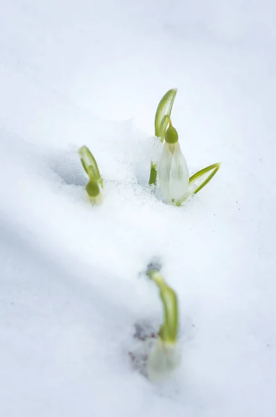 Snowdrops flowers in springtime. Snowdrop flower coming out from real snow.