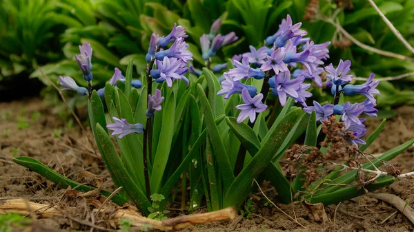 Mavi sümbül çiçekleri — Stok fotoğraf