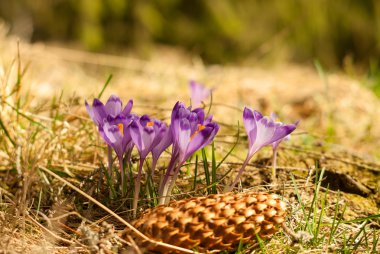 Güzel mor çiğdemler. Menekşe çiğdemler ve çam kozalağı