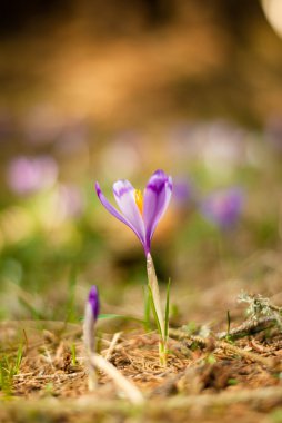 Güzel mor çiğdemler. Menekşe çiğdemler ve çam kozalağı