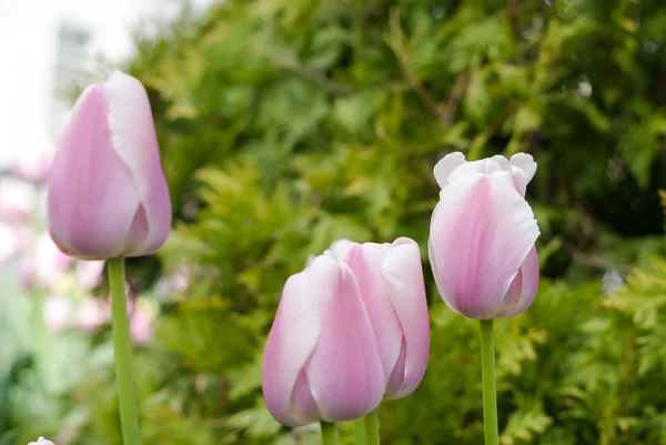 Tulipanes rosados — Foto de Stock