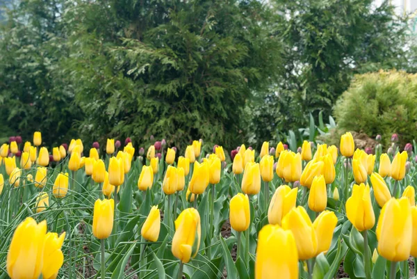 Flores amarelas da tulipa — Fotografia de Stock