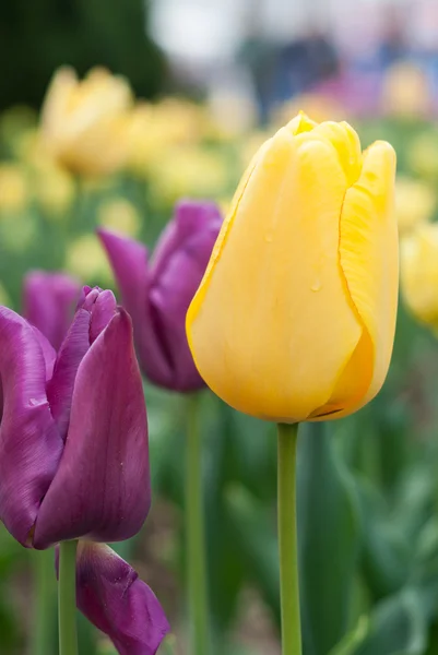 Flores de tulipas amarelas e roxas — Fotografia de Stock