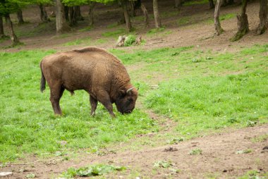 Vahşi ahşap bison. Buffalo
