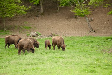 Vahşi ahşap bison. Buffalo