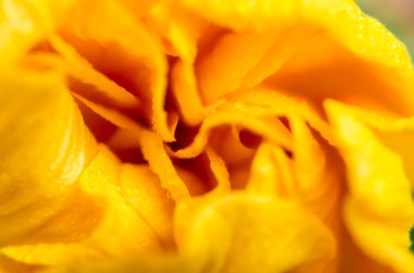 Sarı hibiscus çiçek