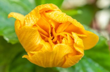 Sarı hibiscus çiçek