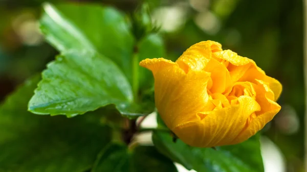 Flor de hibisco amarillo — Foto de Stock