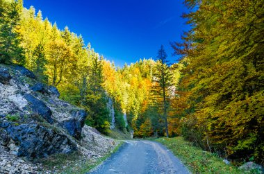 Sonbaharın renkleri.