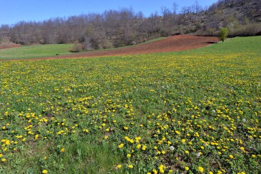 YELLOW DANDELİON ÇİÇEKLERİ ÇİÇEK İÇİN BAŞLAR