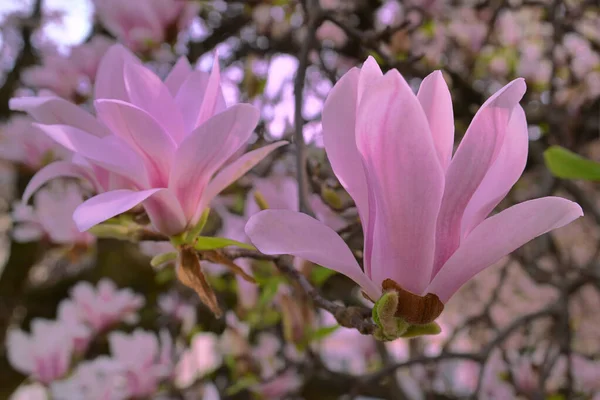 Magnolia Bloemen Full Bloom April — Stockfoto