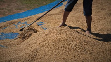 Pirinç tarlası, çiftçi, hasat tarlası, çiftçi elinde altın sarısı çeltik.