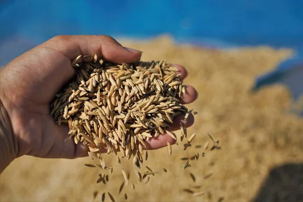 Rice Paddy Agricultor Paddy Colheita Paddy Amarelo Dourado Mão Agricultor — Fotografia de Stock