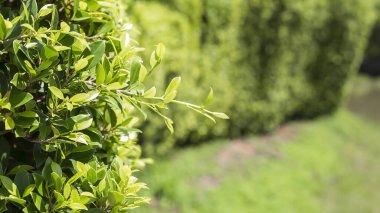 Arka plan olarak kullanılan yaz bahçesindeki yeşil yapraklar.