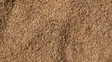 Altın organik pirinç arkaplanı