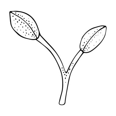 Doodle orkide dalı, kapalı tomurcuk dalı, karalama orkidesi vektör dalı, elle çizilmiş tropikal vektör dalı 