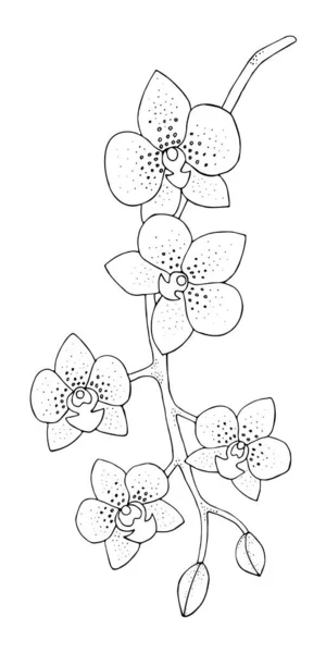 Изолированные Точечные Орхидеи Ручной Работы Векторная Ветвь Орхидей Каракули Орхидеи — стоковый вектор