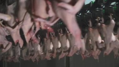 Chicken processing line at poultry farm. Chicken meat production line. . Food industry.