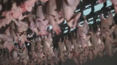 Chicken processing line at poultry farm. Chicken meat production line. . Food industry.