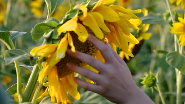 Sonnenblumen — Stockvideo