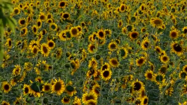 Sunflowers — Stock Video