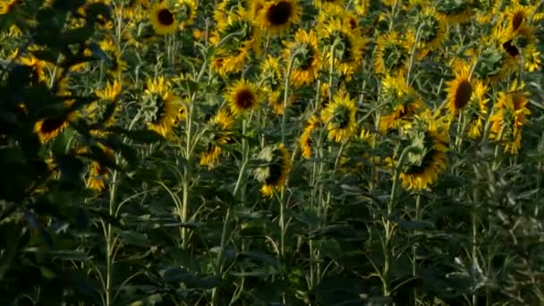 Girasoli — Video Stock