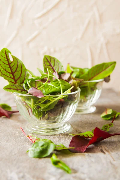 Grüner Blattsalat mit Sprossen leckeres Futter für die Ernährung — Stockfoto