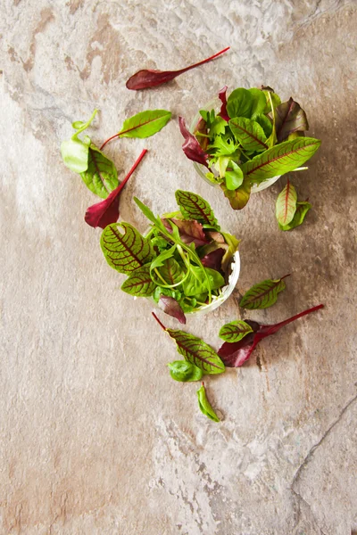 Grüner Blattsalat mit Sprossen leckeres Futter für die Ernährung — Stockfoto