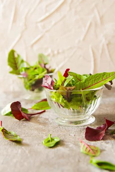 Grüner Blattsalat mit Sprossen leckeres Futter für die Ernährung — Stockfoto