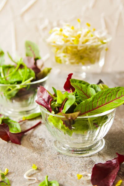 Grüner Blattsalat mit Sprossen leckeres Futter für die Ernährung — Stockfoto