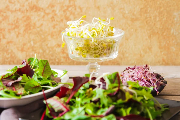 Leaf green Salad with sprouts tasty food for diet — Stock Photo, Image