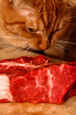 Kırmızı kedi ham sığır eti büyük bir parça yemek