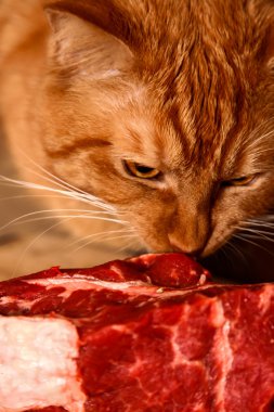 Kırmızı kedi ham sığır eti büyük bir parça yemek