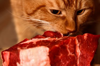 Kırmızı kedi ham sığır eti büyük bir parça yemek