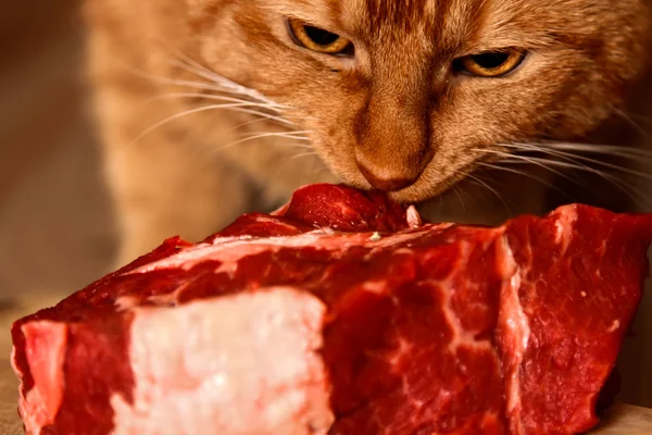 Rød kat spiser et stort stykke råt oksekød - Stock-foto