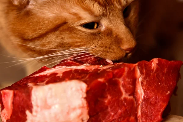 Red cat is eating a big piece of raw beef — Stock Photo, Image