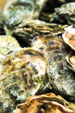 buz ve limon ile taş plaka üzerinde istiridye